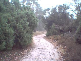 The trail