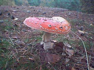 Gotta love toadstools