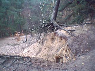 A tree about to fall