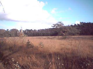 A swampy field