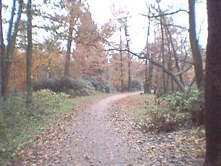 The trail