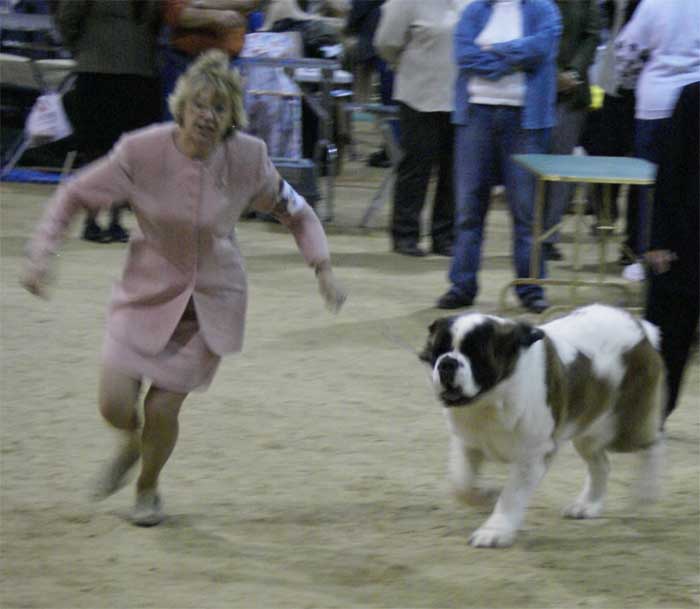 St Bernard Jaz