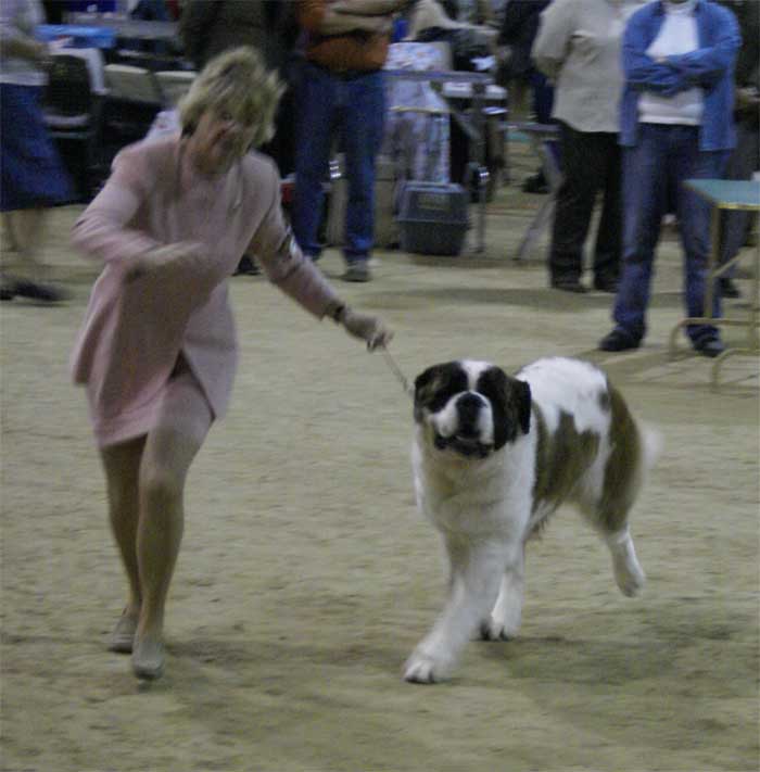 St Bernard Jaz