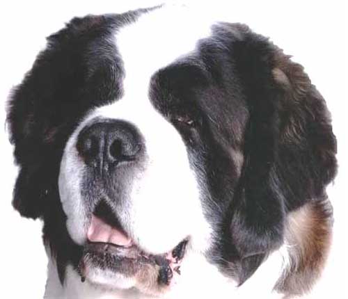 Nik St Bernard