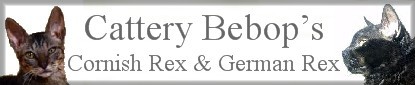 banner bebop's