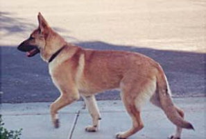 Light Red Sable