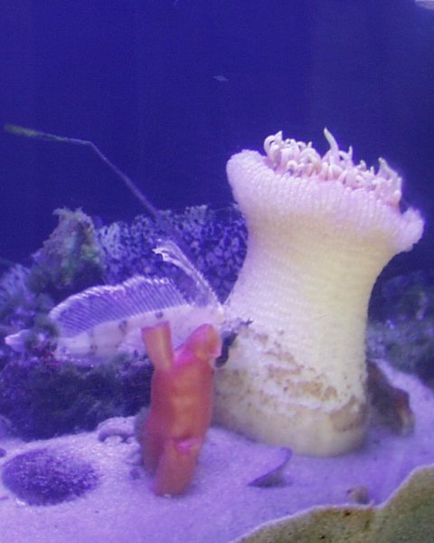 Anemone