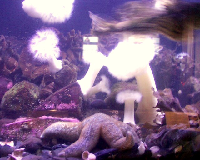 Anemone