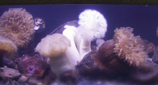 Anemone