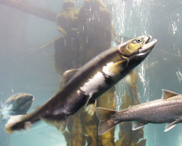 Fish
