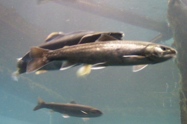 Fish