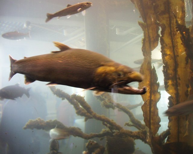 Mature Male King Salmon