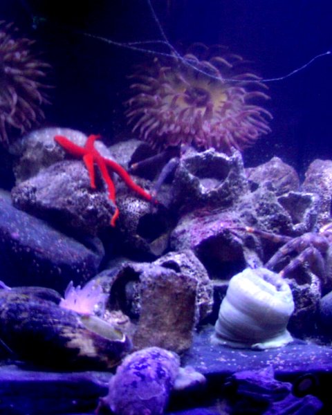 Starfish and Anemone