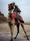 Yeah, awrite, laugh it up.&nbsp; This camel was in a real pissed off mood, and other tourists were quite surprised that I actually got up on it.