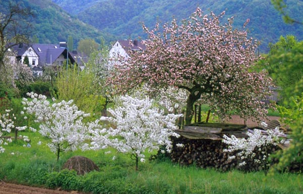 Germany