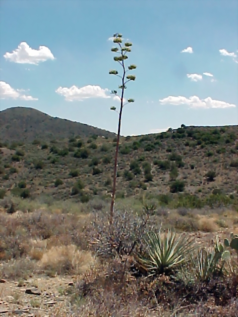 century plant
