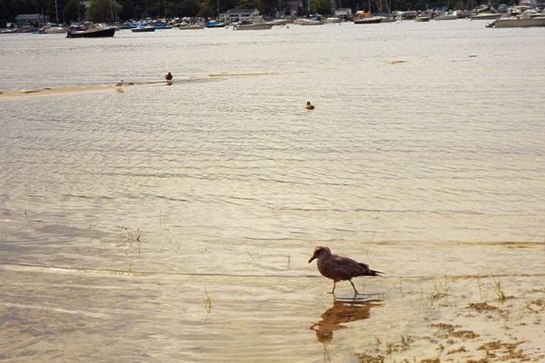 /user/photo_lakeshore_seagull.jpg