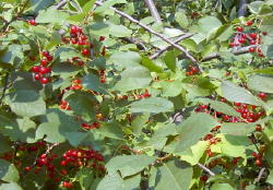 Berries that I think are currants