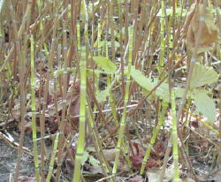 Glowstick-looking grass