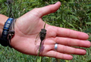 Strange winged insect