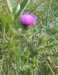 Thistle in bloom