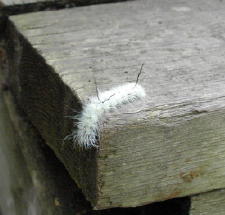 Catterpillar on railing
