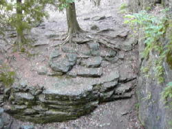 Tree growing on rock ledge