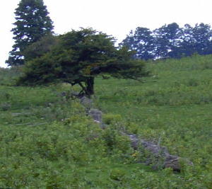 Shawshank look-alike stone fence