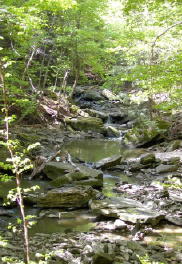 Stream encountered during today's hike