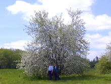 Tree in full bloom, located in a small park, close to today's halfway point