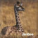 From JanDee
