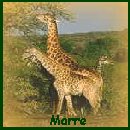 From Marre
