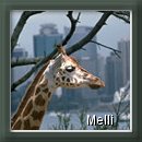 From Melli