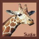 From Sugie