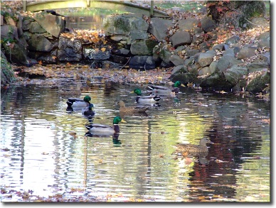 CLICK ON the PICTURETRAIL ICON below to view MORE pics and PRICES ALBUM.