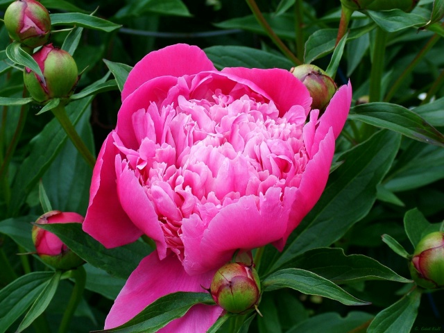  CLICK ON the PICTURETRAIL ICON below to view MORE pics and PRICES ALBUM.