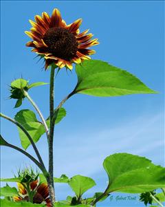 CLICK ON the PICTURETRAIL ICON below to view MORE pics and PRICES ALBUM.