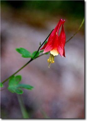 CLICK ON the PICTURETRAIL ICON below to view MORE pics and PRICES ALBUM.