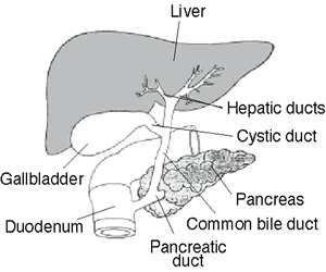 Anatomia figado