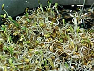 Rebentos de
Alfafa-No processo da germinação, são eliminadas substâncias inibidoras
de processos metabólicos, como determinadas enzimas que interferem na
germinação e oxalatos que bloqueiam a absorção do zinco e de outros
minerais. Dessa maneira as sementes transformam- se em alimentos
alcalinizadores do organismo. Ao incluirmos uma variedade de rebentos na
alimentação, aumentamos a vitalidade do corpo