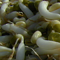 Feija mungo