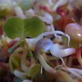 rabanete
