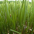trigo