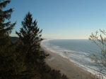 Redwood forest and ocean