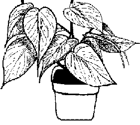 This would be a GIF of a Pothos plant.