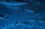 Folsom Tuna