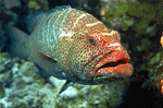 Folsom Grouper