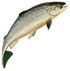 Salmon Photo