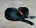 AthenaPuppy.JPG