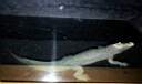 Albino Croc.